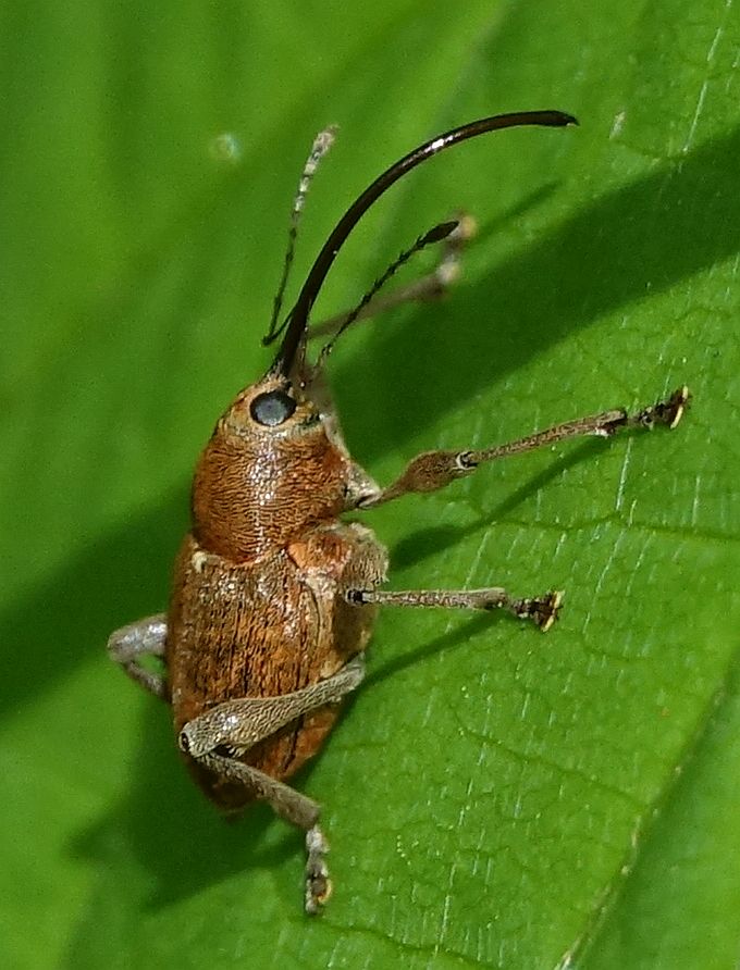 Naturwunder Ein paar Käfer (Pfingsten 2021, Schlegler Teiche)