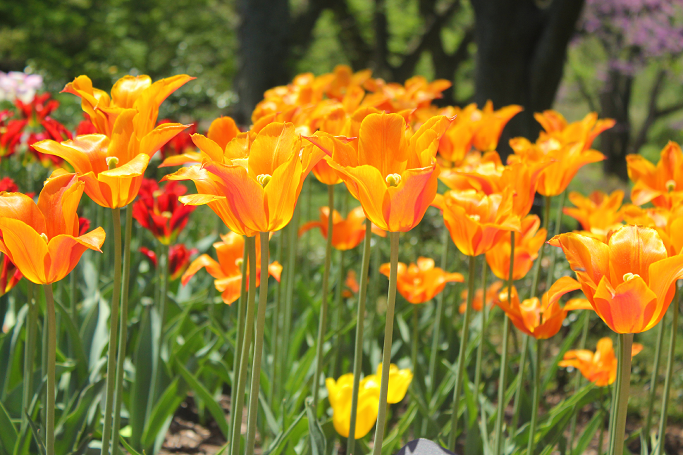 Tulips at Brooklyn Botanic Garden
