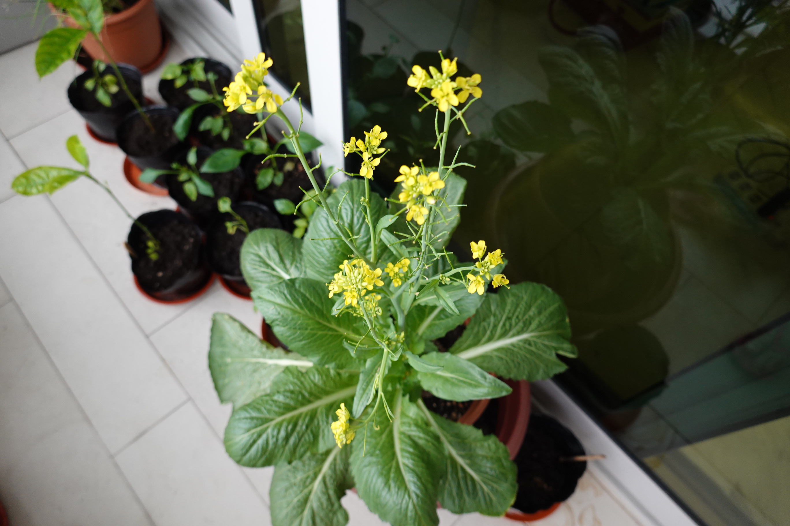 Harvesting Mustard Greens Seeds The Balcony Farmer