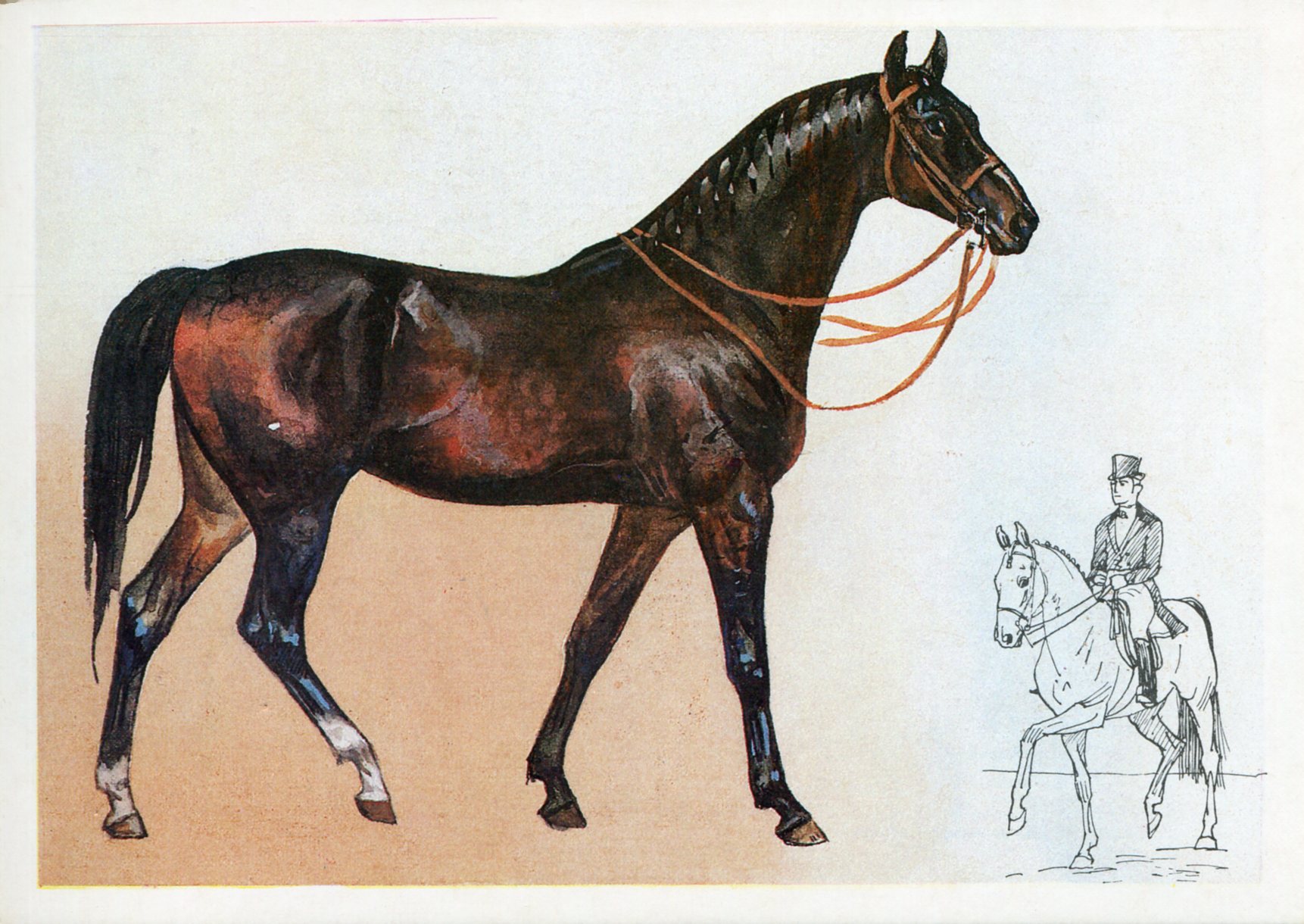 Кабардинская лошадь форма головы