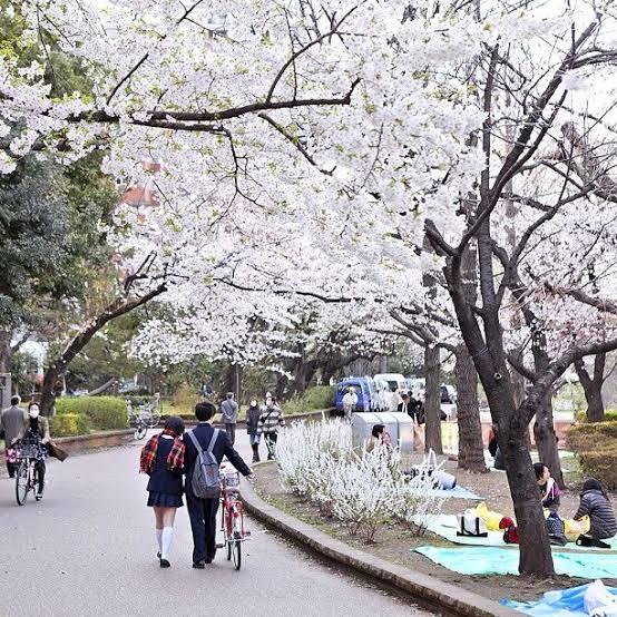 Gambar Sakura School Simulator Yang Asli Gambar Sakura School Simulator Yang Asli