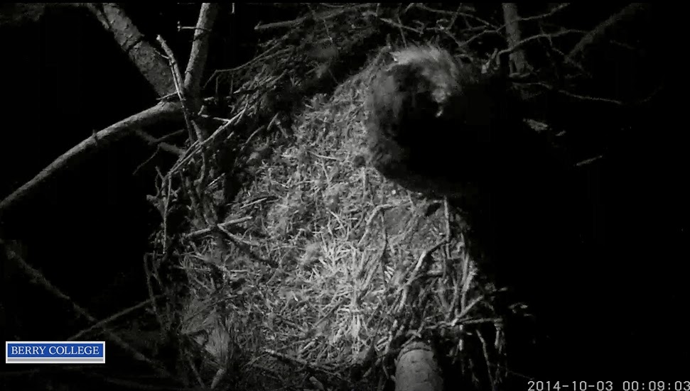 Eagles and Nature with chris7: Nest Cam Round-up: Berry College