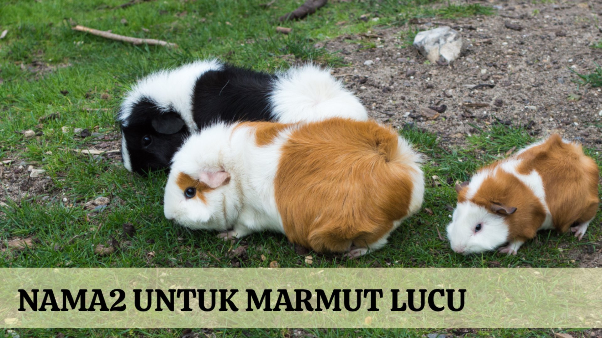 90 Nama Marmut Yang Bagus Dan Lucu Lengkap Beserta Dengan