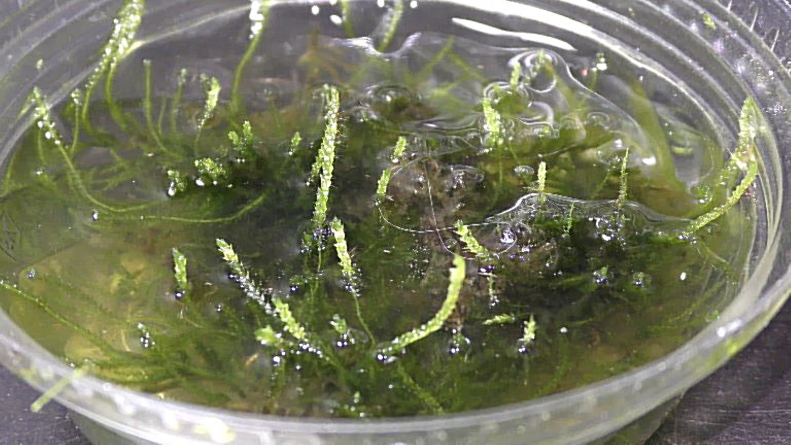 Random Bits Two Ways to Grow Land Moss Underwater