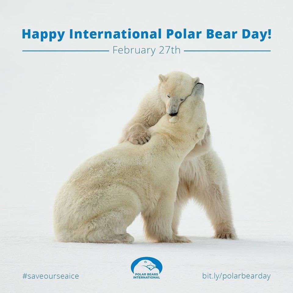 International Polar Bear Day Wishes Images