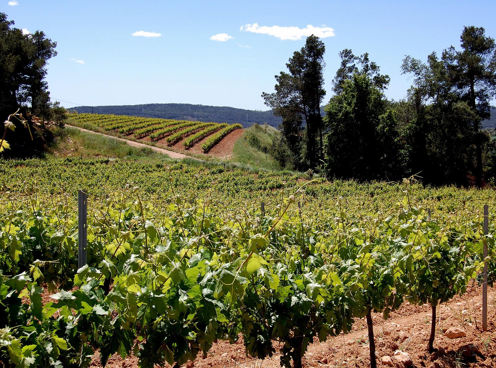 Wine Estates Vacation Wallpapers