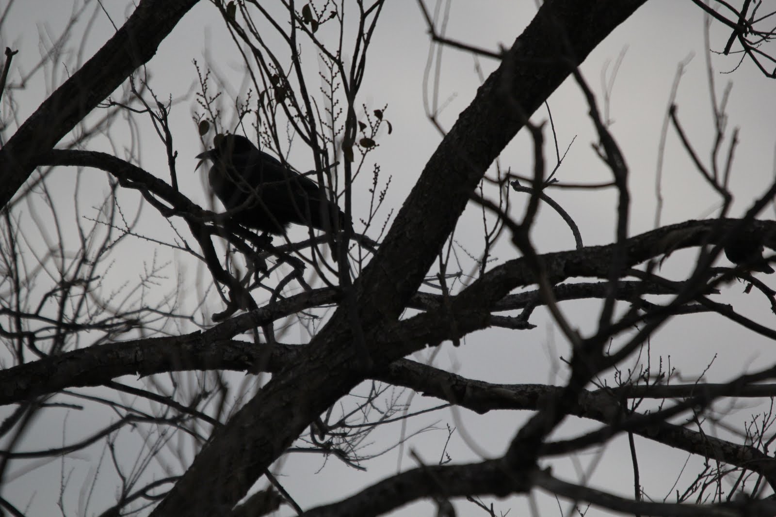 Big Bend Texas Nature American Crow; unexpected