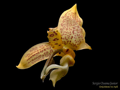 Orquídea Stanhopea costaricensis