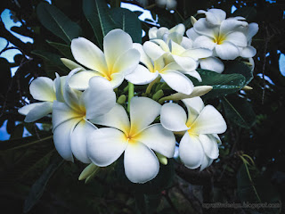 Exotic Blooming White Frangipani Flowers In The Garden North Bali Indonesia