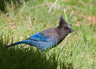 Photo of Steller's Jay eating on the lawn