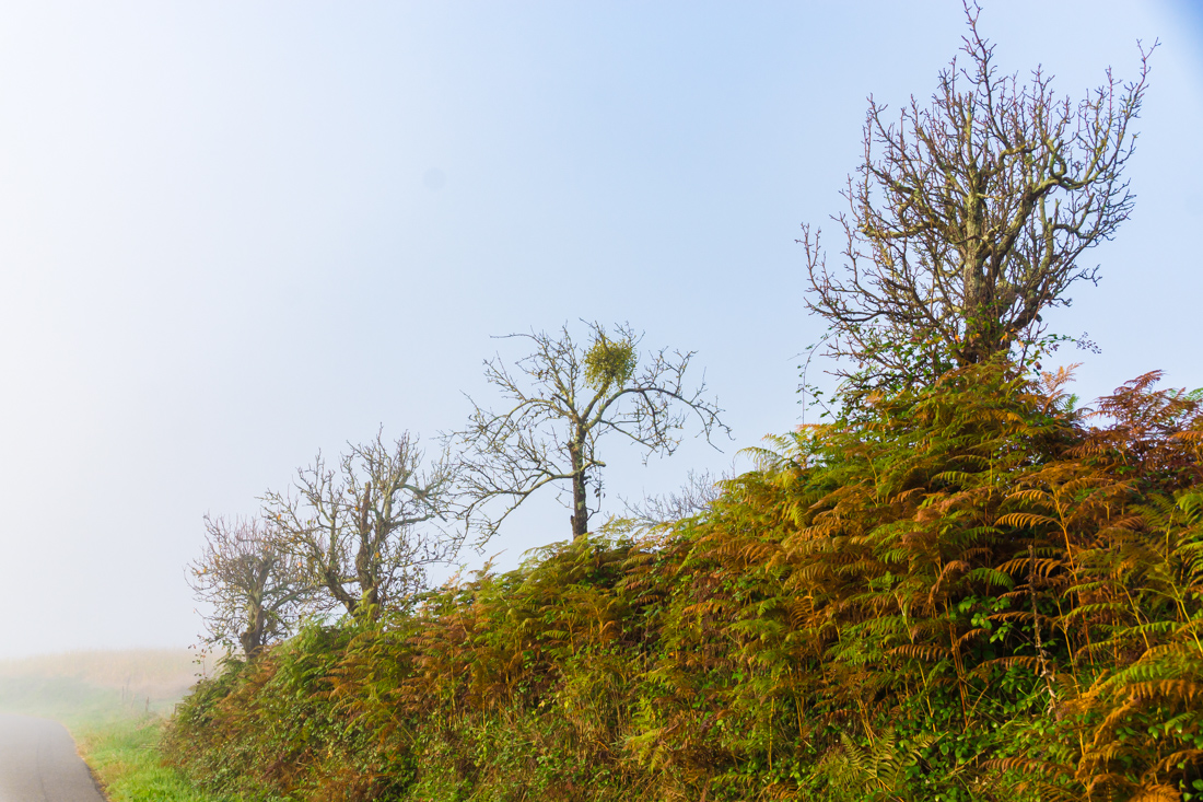 Туман в долине Туман в долине