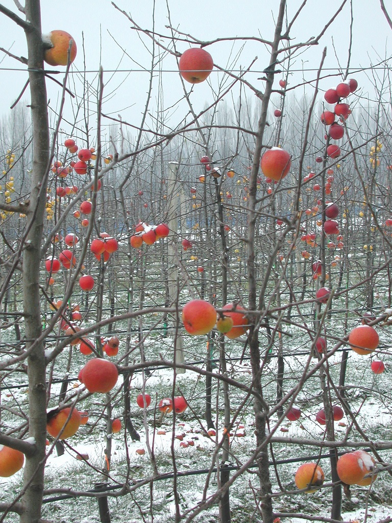 Prendre soin de son verger et l'entretien des arbres fruitiers avant l'hiver  - Les Carnets de Georges Delbard