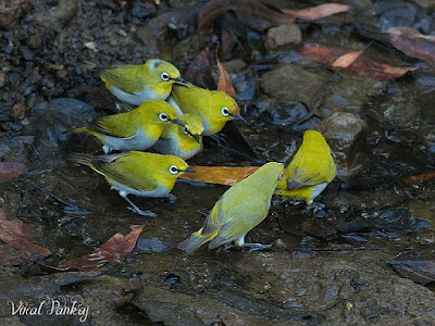 Flock of White Eye Bird
