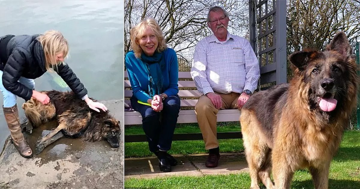 German Shepherd Who Was Tied To A Rock And Thrown In The River By Her Owners Finds New Home After Being Rescued