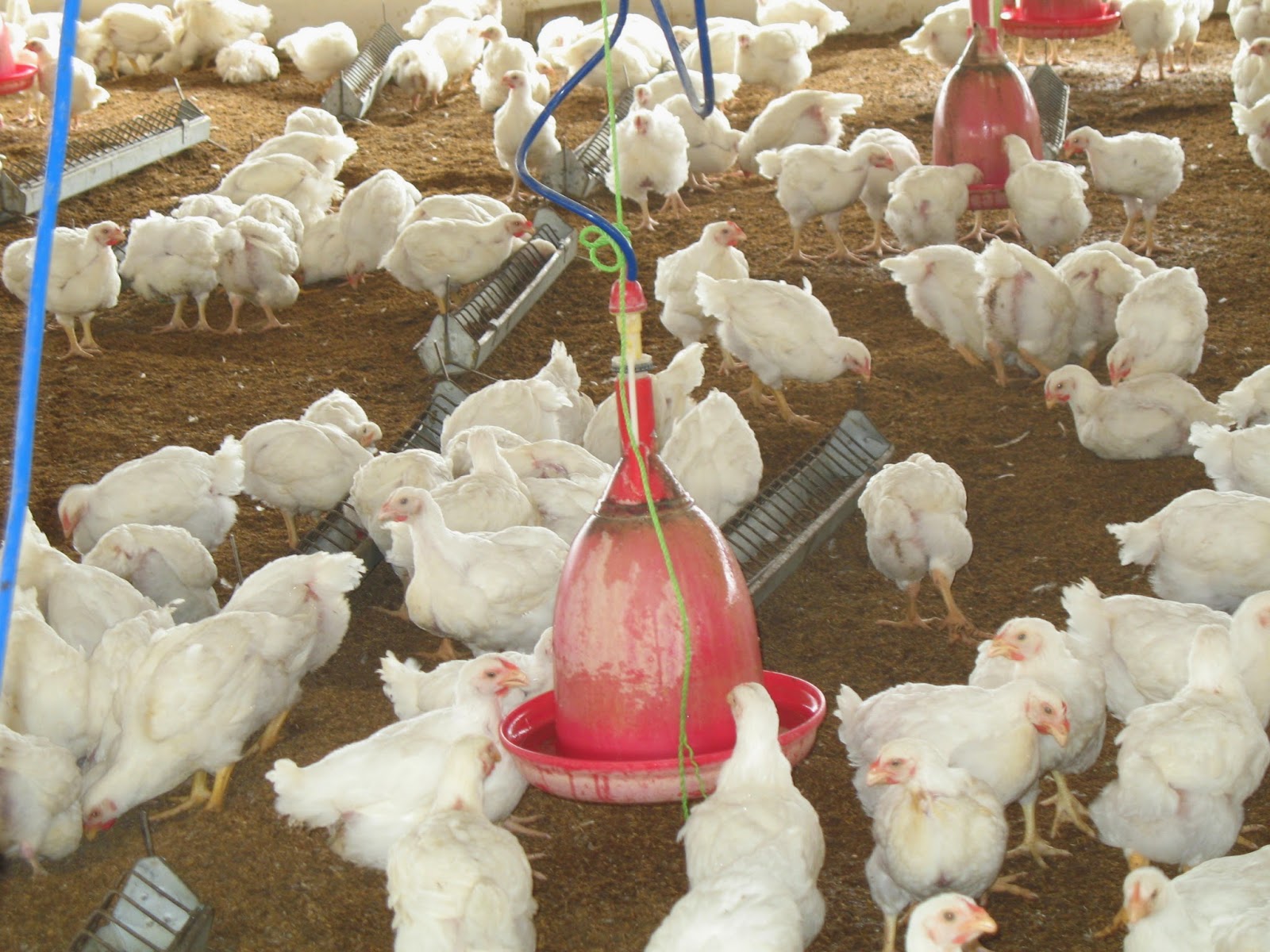 Veerabadra Poultry Farms Photos of Broiler flock