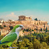 Παπαγάλος ο Αθηναίος - Το επίσημα Ελληνικό είδος που κυριαρχεί στα πάρκα και άλση της πόλης