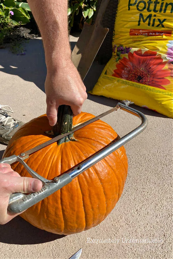 Cutting Off Pumpkin Stem