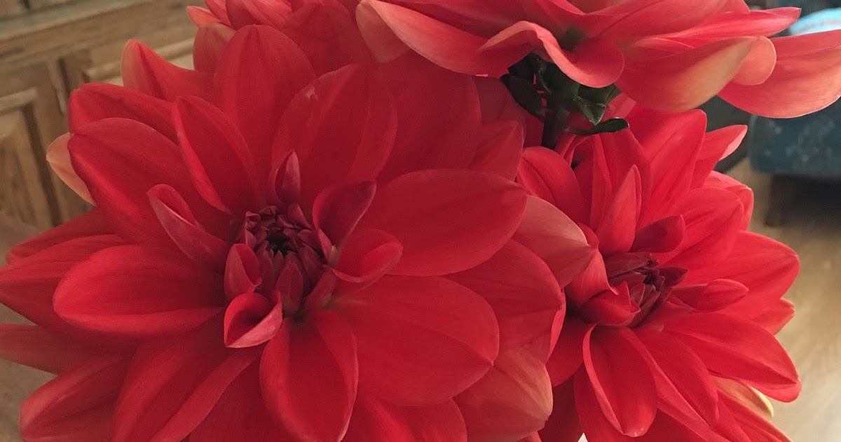 Central Oregon Gardener Can Dahlias grow in Central Oregon?