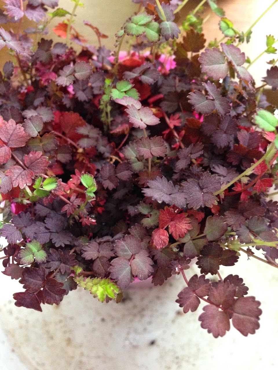 アカエナ・パープレア