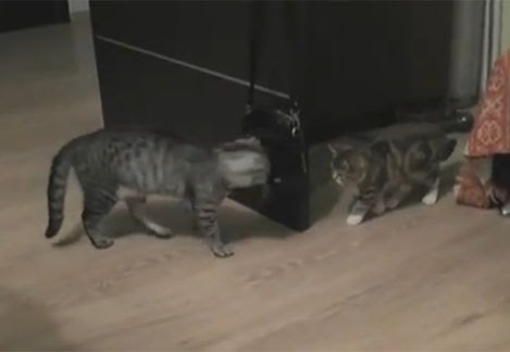 Video : 猫はこんなに毎日が忙しい…! !