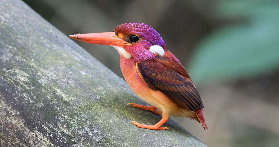 Cute Fledgling Of Ultra-Rare Dwarf Kingfisher Photographed For The First Time
