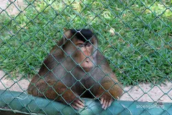 beruk pusat primata schmutzer kebun binatang ragunan