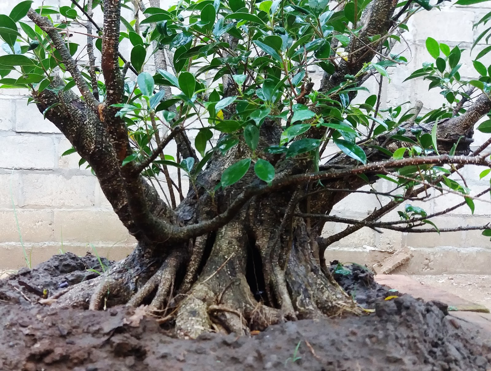 Pembesaran Bakalan Bonsai Kimeng Suka Bonsai