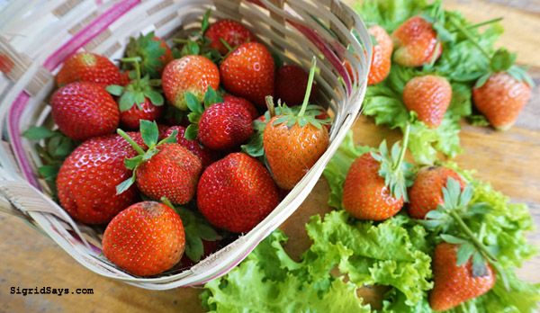 Baguio City - DIY family trip - strawberry picking 