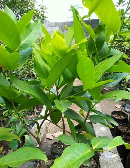 jambu air kiojok Adonara