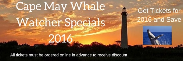 Cape May Whale Watcher Gift Certificates