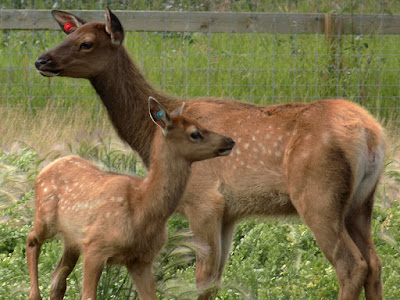 The Elk Cow Gives Birth after a Six-Month Gestation Period