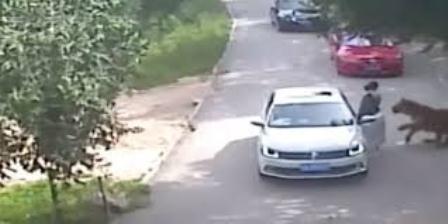 CCTV Wanita Tewas Diterkam Harimau Karena Keluar Mobil Di Taman Safari Yang Jadi Viral