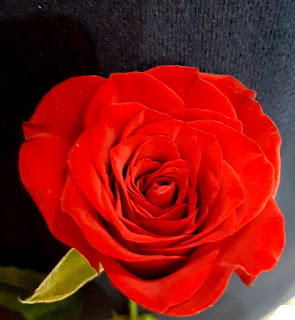 rose image