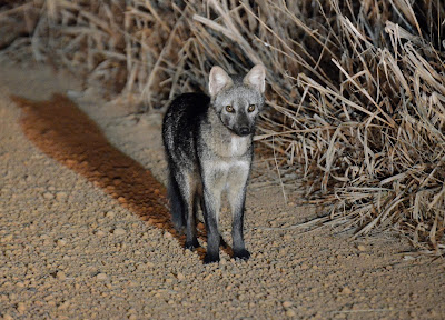Crab-Eating Fox, Cerdocyon thous