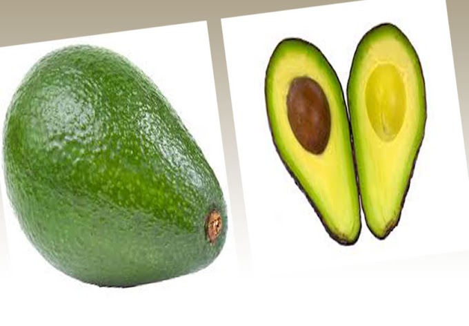 avocado fruit info