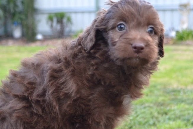 Border Collie Poodle mix (Bordoodle) Temperament, Size, Adoption, Lifespan