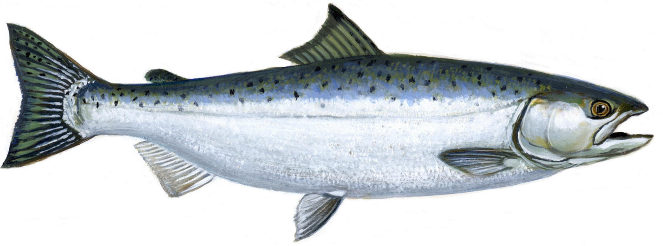 Ikan Salmon - kasiat