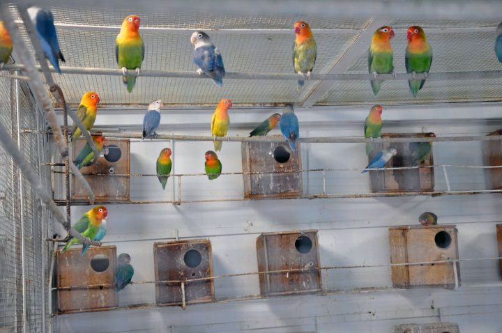 Daftar Harga Jenis Lovebird Mahal Terbaru Di Kota Malang Palemgang Makassar Dan Jambi Tahun Ini Seputar Info Burung Kicau Harga Burung Terbaru Tahun Ini