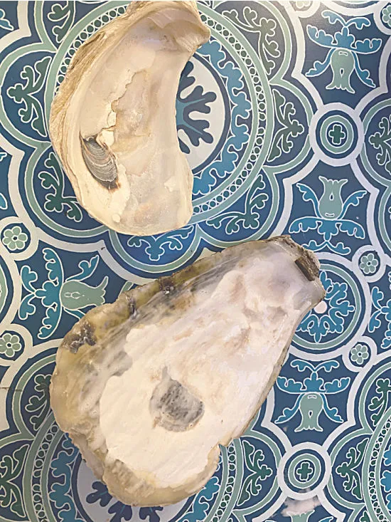 2 oyster shells