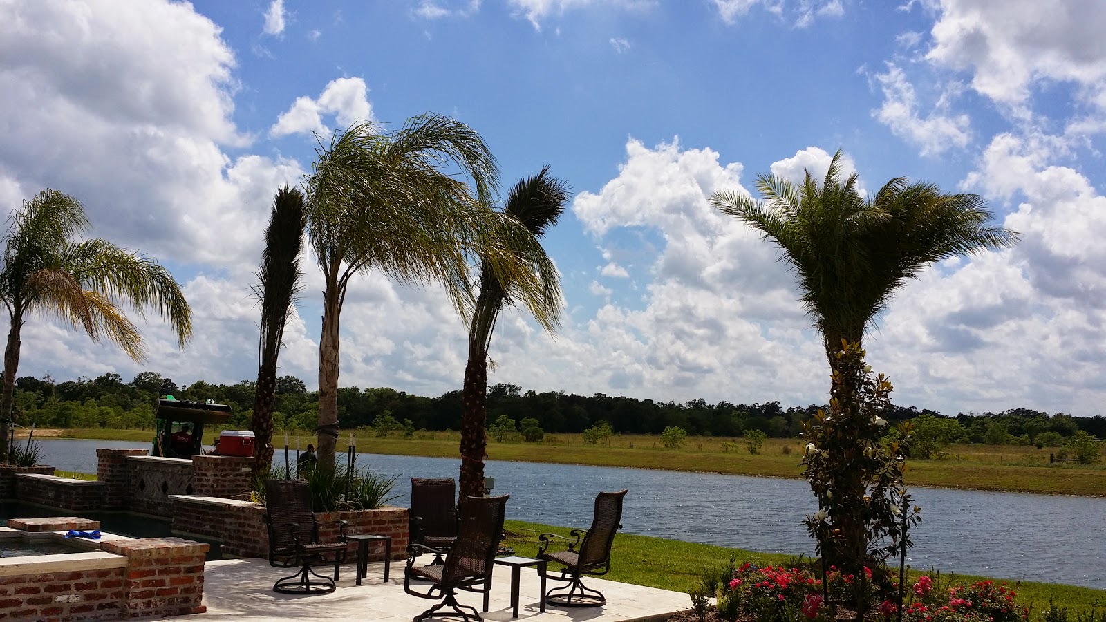 Cold Hardy Palm Trees in Houston Palm Trees Houston Wholesale