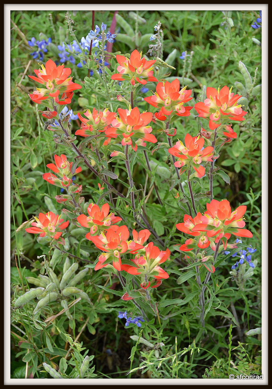 PUPPY PATHS RVing FullTime Texas Wildflowers Houston West RV Park