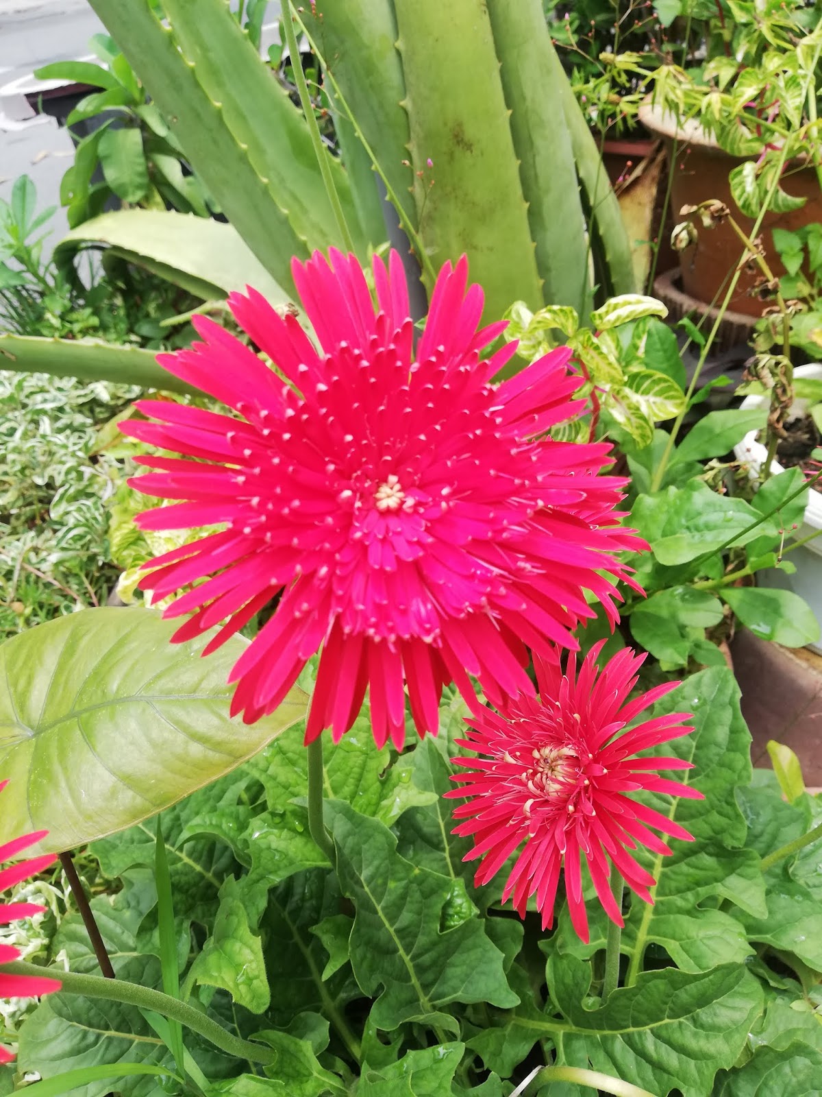 Garden Chronicles of James David How to Cultivate & Care for Gerbera Daisy