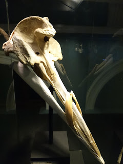 Uzun dişli gagalı balina kafatası