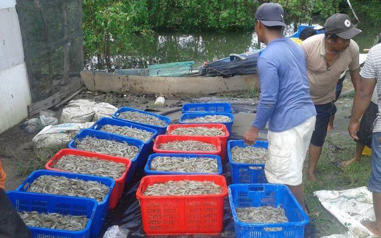panen udang sungai kecil