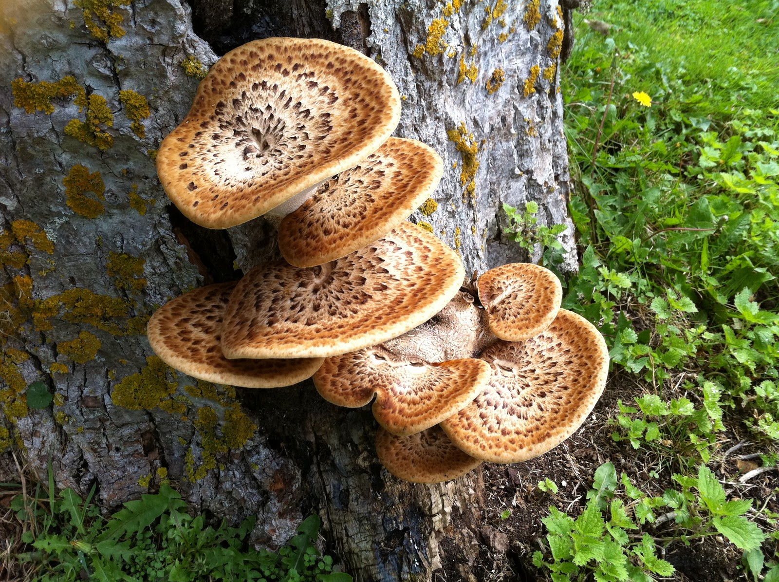 Sue's Musings Bracket Fungus