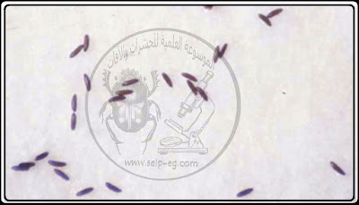 ذبابة الرمل - Sand fly دورة الحياة والوصف المورفولوجي والأهمية الطبية وطرق المكافحة