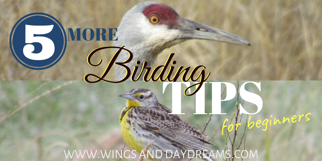 Wings and Daydreams 5 More Birding Tips for Beginners