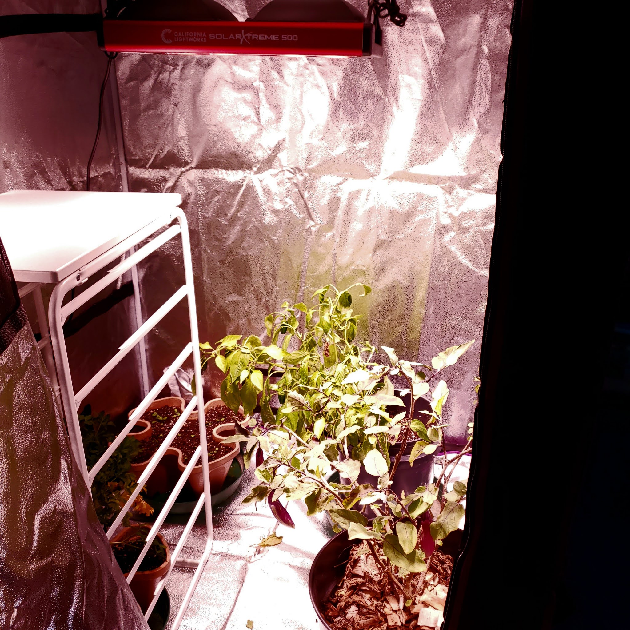 Tomato Plants Grown with LED Grow Lights