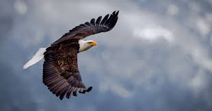 Names of Animals in Igbo Language