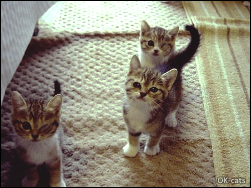 Art Cat GIF • 3 funny and cute kittens blinking in sync looking at camera Art Cat GIF • 3 funny and cute kittens blinking in sync looking at camera